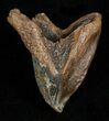 Huge, Unworn Triceratops Tooth - #5712-2